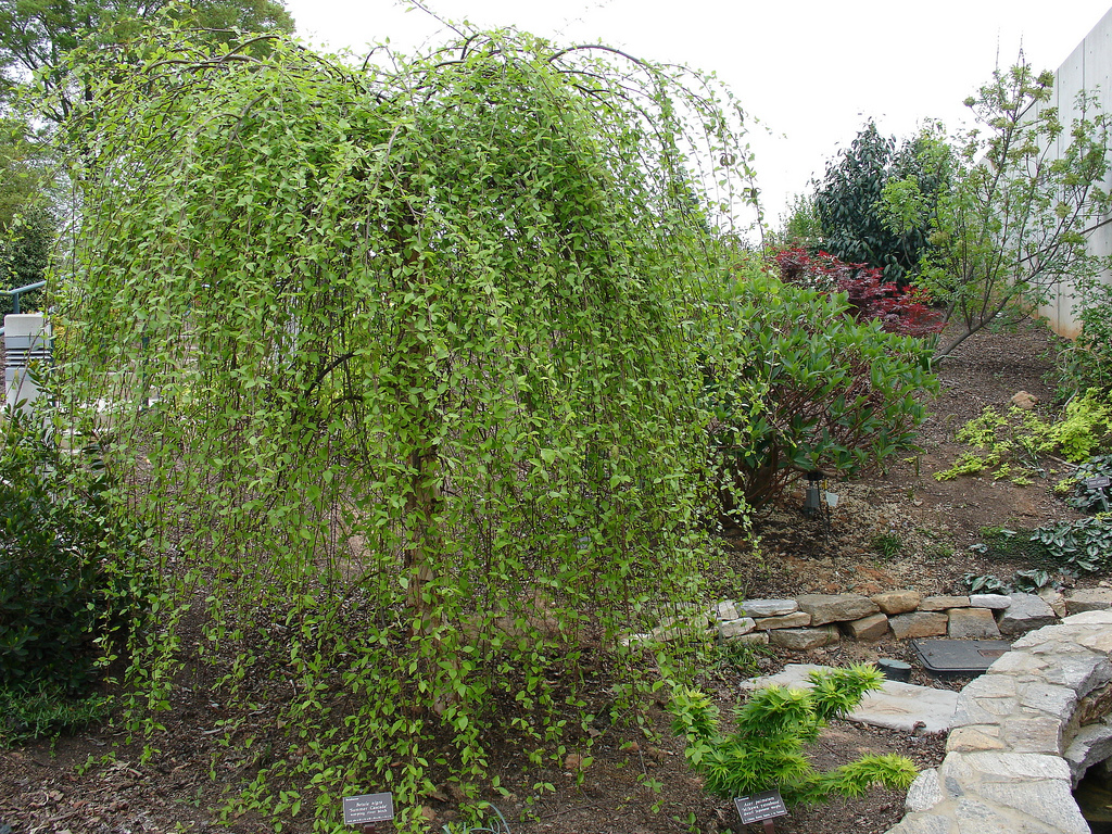 Береза черная (Betula nigra) 'Summer Cascade' PBR